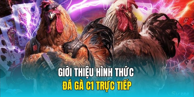 Giới thiệu hình thức đá gà C1 trực tiếp