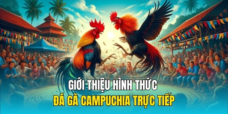 Giới thiệu hình thức đá gà Campuchia trực tiếp