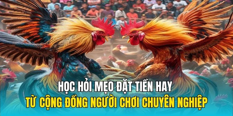 Học hỏi mẹo đặt tiền hay từ cộng đồng người chơi chuyên nghiệp