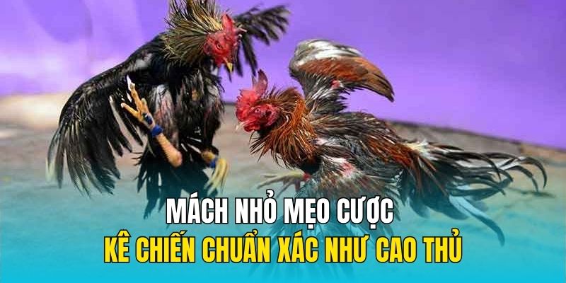 Mách nhỏ mẹo cược kê chiến chuẩn xác như cao thủ