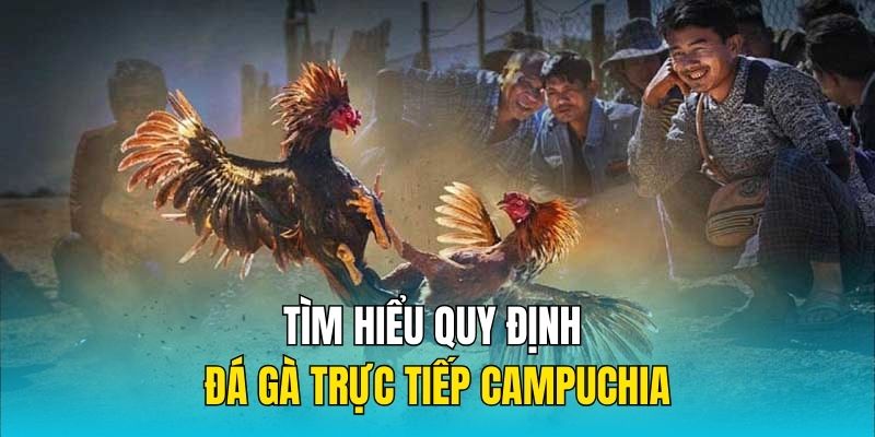 Tìm hiểu quy định đá gà trực tiếp Campuchia